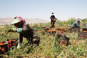 ۵۸ هزار زن روستایی و کشاورز مجوز رسمی فعالیت اقتصادی گرفتند