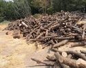 هشدار رئیس کل دادگستری مازندران درباره قاچاق چوب و قطع غیرمجاز درختان