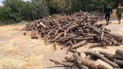 هشدار رئیس کل دادگستری مازندران درباره قاچاق چوب و قطع غیرمجاز درختان