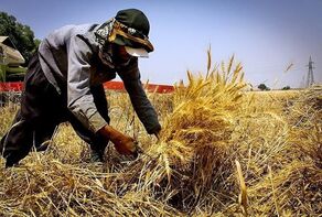 هواشناسی: کشاورزان در برداشت محصولات آسیب‌پذیر شتاب کنند