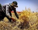 هواشناسی: کشاورزان در برداشت محصولات آسیب‌پذیر شتاب کنند