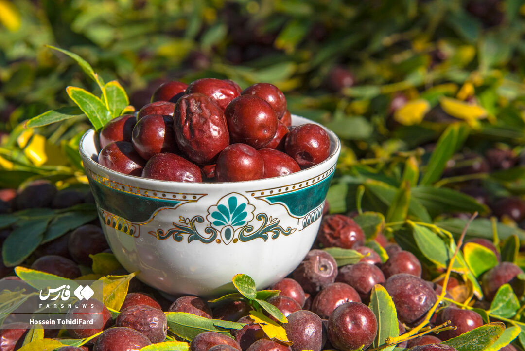 برداشت عناب در خراسان جنوبی