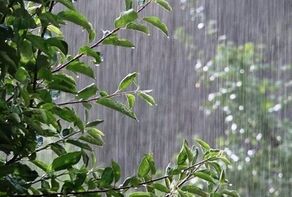 شمال کشور از سه‌شنبه بارانی و سرد می‌شود