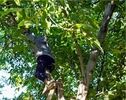 سقوط از درخت گردو در همدان حادثه‌ساز شد؛ ۱۴۴ نفر مصدوم شدند
