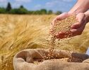 آخرین خبر از مطالبات گندم‌کاران؛ چرا پول کشاورزان هنوز واریز نشده است؟