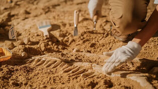 Egyptian scientists identify new 45-million-year-old crocodile genus